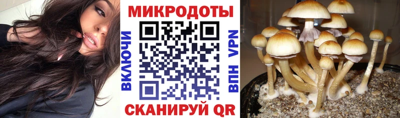 Галлюциногенные грибы Psilocybine cubensis  Краснокаменск 